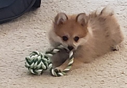puppy chewing on toy