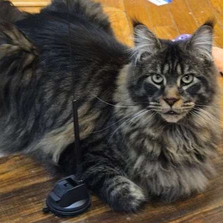 Maine Coon relaxing looking at the camera
