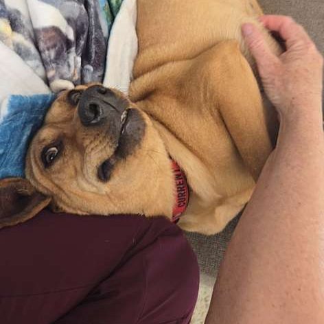 Comfortable dog laying on back getting belly rubs