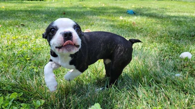 From brand-new puppies learning about the world to senior pets enjoying their golden years, every stage of life has been an honor to be part of.