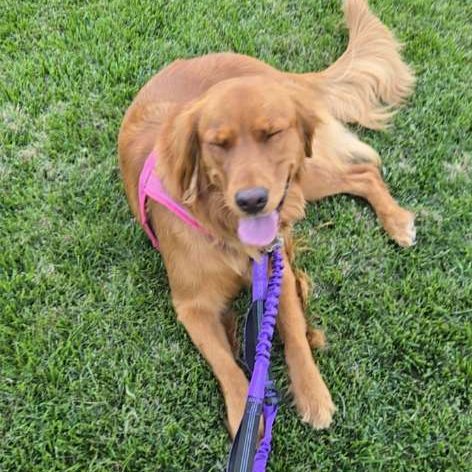 Golden Retriever laying in grass tongue out relaxing