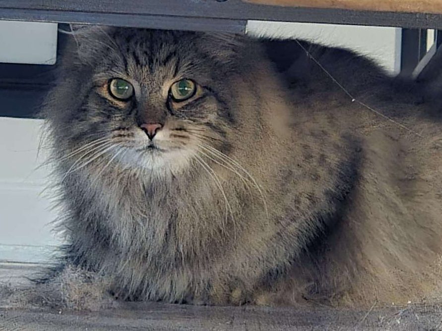 Cat hiding under the furniture