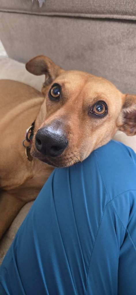 Dog's head on knee comfortable and relaxed