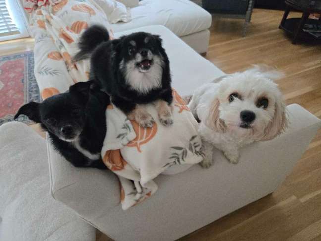 3 dogs comfortable on couch looking at the camera