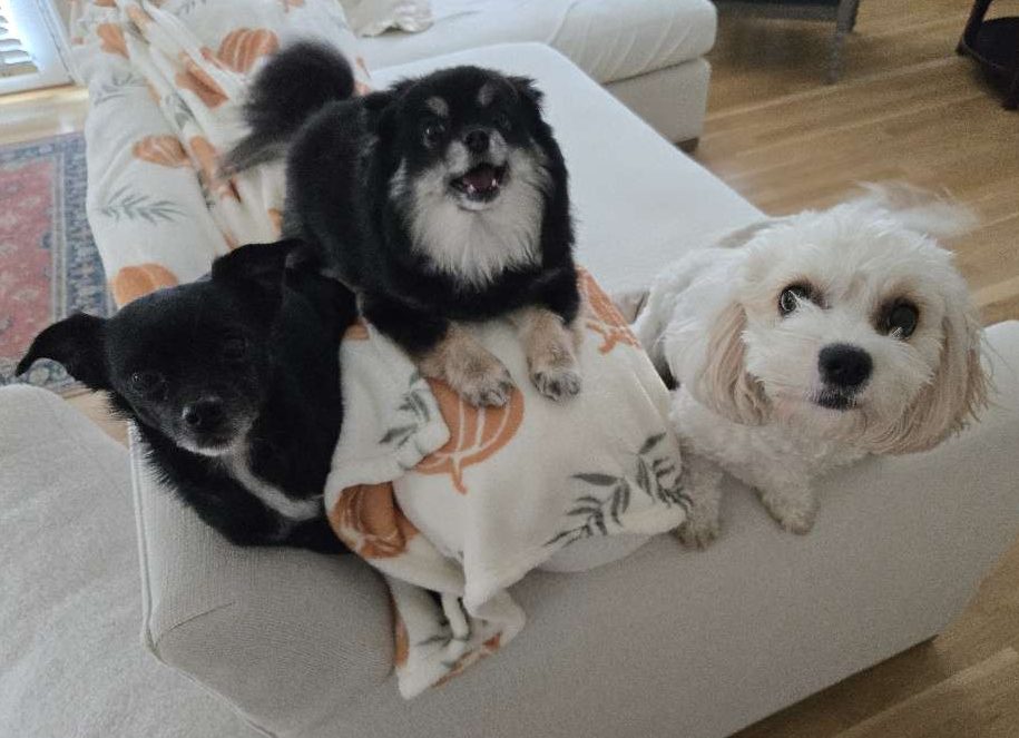 3 dogs looking at the camera sitting on the edge of the couch