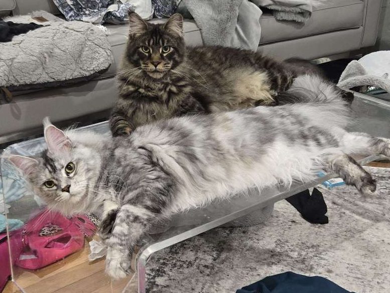 helping pets stay comfortable in the homes they know and love.