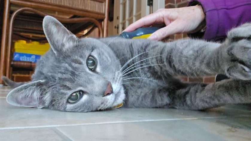 Grey and white cat getting brushed