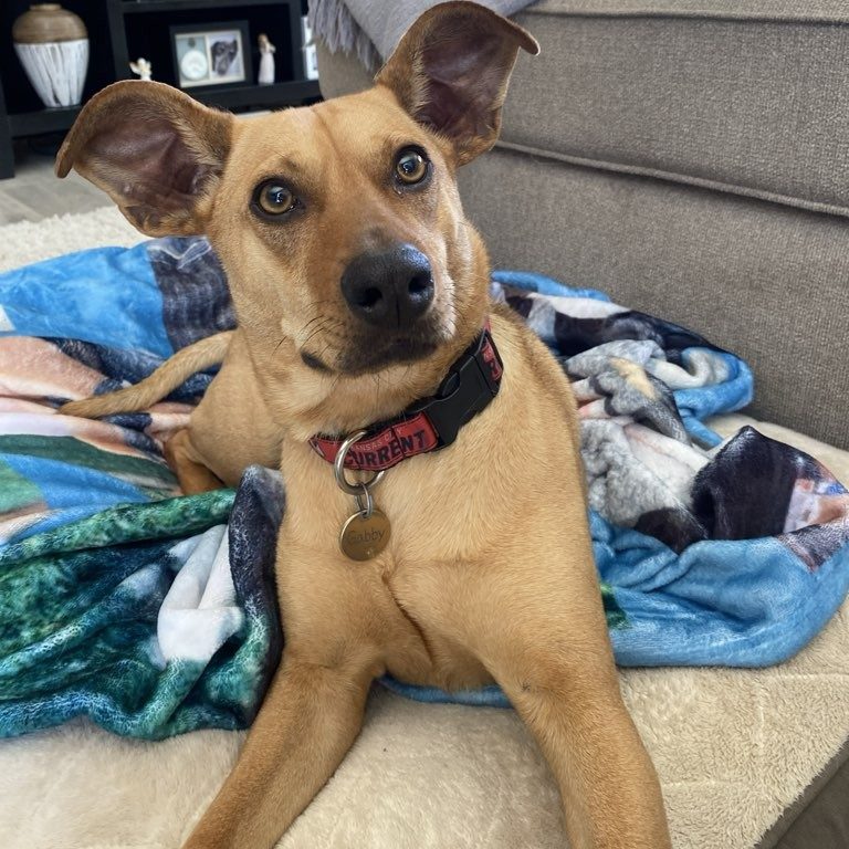 Attentive dog, ears up and focused laying comfortably on dog bed