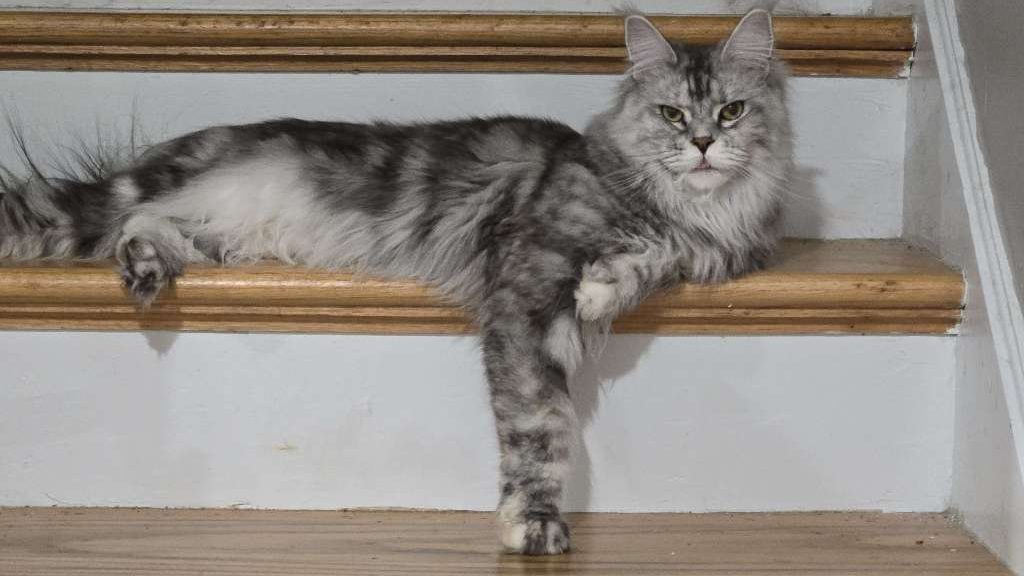 Grey and white Maine Coon relaxing on the stairs
