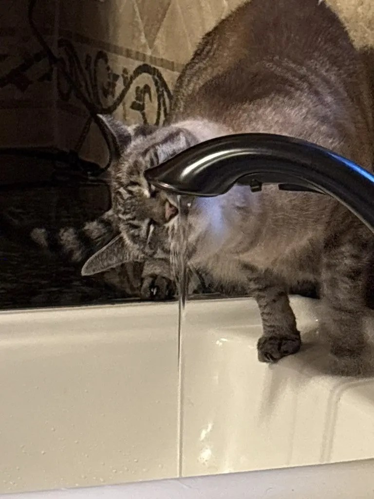 A cat playfully drinking water from a kitchen faucet, with water dripping into a sink.