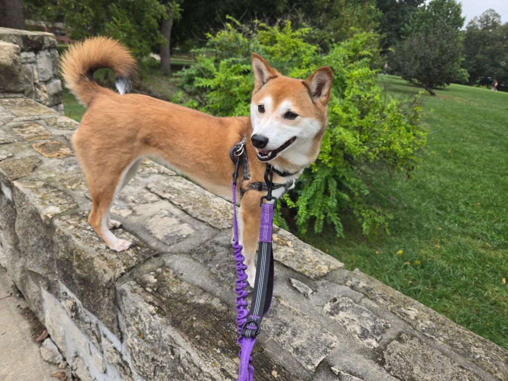 Shiba Inu enjoying a walk with a purple two-point leash