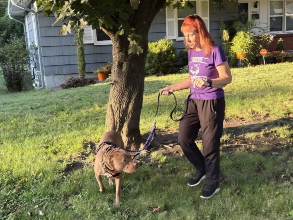 Akane, a large brown dog, walking with a Loving Arms Pet Services caregiver