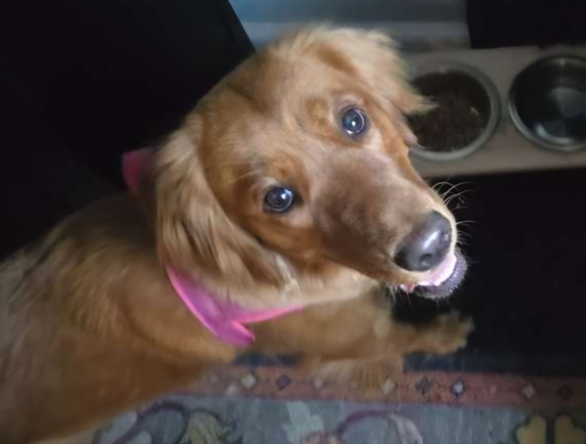 Margo, a golden retriever in a pink bandana
