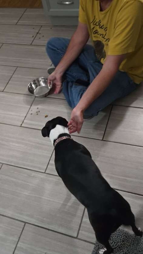 A person sitting on the floor, wearing a yellow t-shirt, is feeding a black and white dog from their hand. A metal bowl is placed nearby on the floor, containing some pet food.