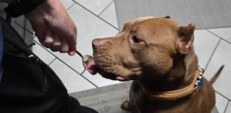 A close-up of a brown dog licking a spoon held by a person, with the dog's focus on the spoon.