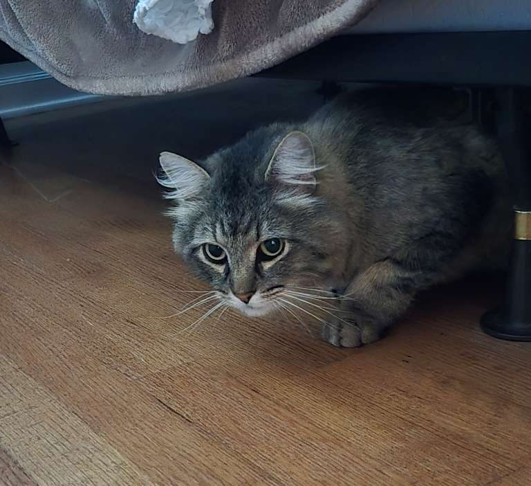 A curious cat crouched on a wooden floor, partially hidden under a bed, with piercing eyes and a fluffy coat.