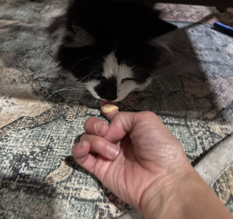 A person feeding a black and white cat with a treat while the cat licks its lips.